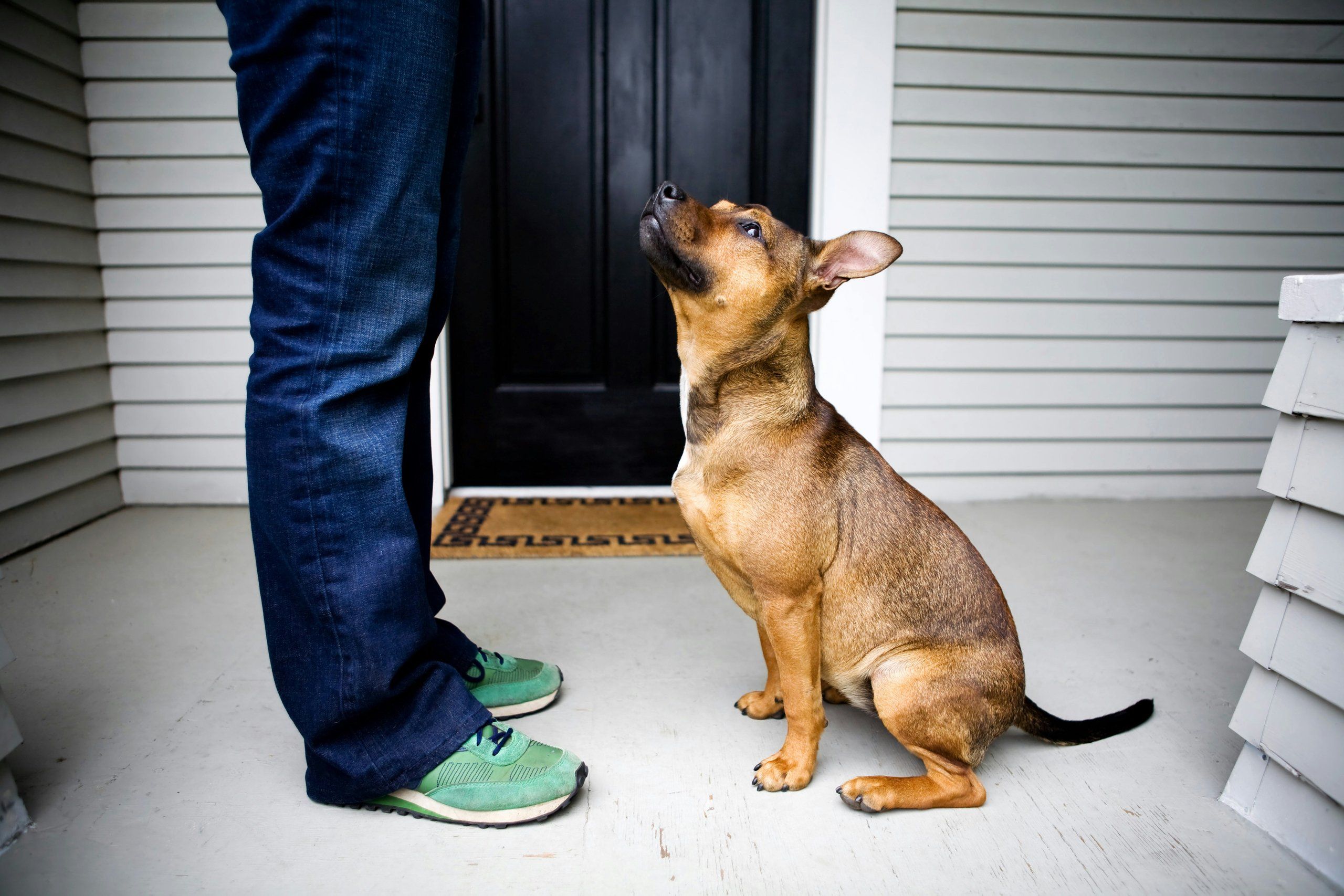 An owner greeting their dog in a new home with moving boxes